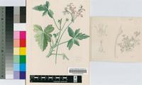 Pelargonium quinquelobatum Hochst. ex A.Rich.