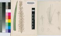 Sansevieria desertii N.E.Br.