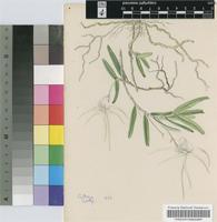 Angraecum conchiferum Lindl.