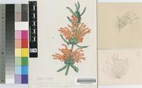 Leonotis leonurus (L.) R.Br.