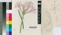 Nerine bowdenii Watson