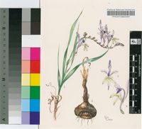 Babiana lobata G.J.Lewis