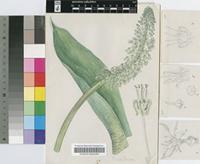 Scilla megaphylla Baker