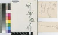 Ceropegia multiflora Baker subsp. multiflora