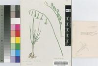 Dipcadi oligotrichum Baker