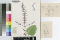 Plectranthus tomentosus Benth.