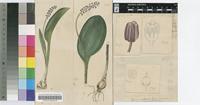 Drimiopsis purpurea Van der Merwe