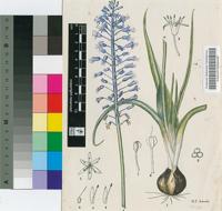 Scilla plumbea auct.