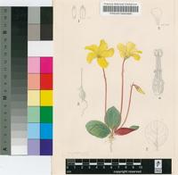 Oxalis salteri L.Bolus