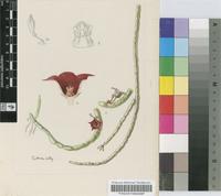 Huernia pendula E.A.Bruce