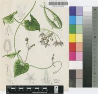 Pergularia extensa (Jacq.) N.E.Br.