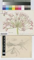 Nerine huttoniae Schönland