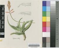 Aloe tororoana Reynolds