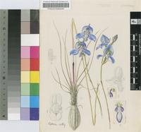Herschelia graminifolia (Ker Gawl. ex Spreng.) T.Durand & Schinz