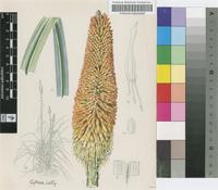 Kniphofia splendida E.A.Bruce