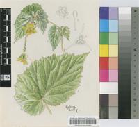 Begonia flava Marais