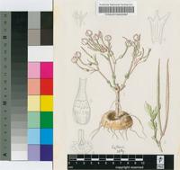 Ceropegia conrathii Schltr.