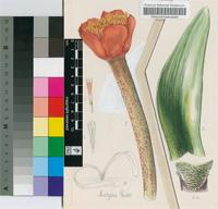 Haemanthus tigrinus Jacq.