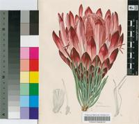 Protea aristata E.Phillips