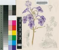 Streptocarpus eylesii S.Moore subsp. eylesii