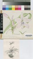 Crinum moorei Hook.f.