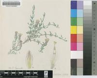 Pteronia oblanceolata E.Phillips