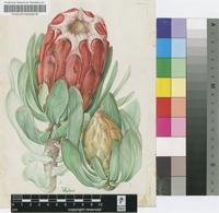 Protea grandiceps Tratt.