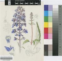 Coleus mirabilis Briq.