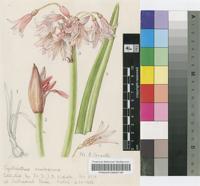 Cyrtanthus erubescens Killick