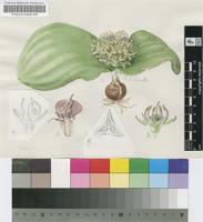 Massonia grandiflora Lindl.