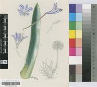 Agapanthus praecox Willd. subsp. orientalis (F.M.Leight.) F.M.Leight.