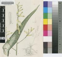 Aloe inermis Forssk.