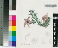 Caralluma gerstneri Letty