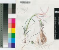 Crinum minimum Milne-Redh.