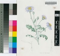 Garuleum album S.Moore
