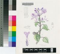 Plectranthus saccatus Benth.