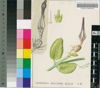 Ceropegia ballyana Bullock