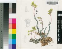 Cotyledon fragilis R.A.Dyer