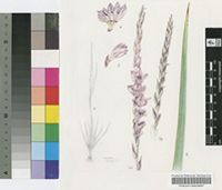 Gladiolus densiflorus Baker