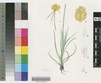 Cyperus obtusiflorus Vahl var. flavissimus (Schrad.) Boeck.