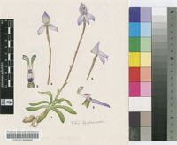 Disa maculata L.f.