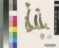 Stapelia surrecta N.E.Br.