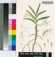 Jumellea filicornoides (De Wild.) Schltr.