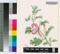 Harpagophytum zeyheri Decne. subsp. sublobatum (Engl.) Ihlenf. & H.E.K.Hartmann