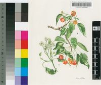 Cordia caffra Sond.