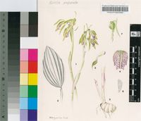 Nervilia purpurata sensu J.Stewart et al.
