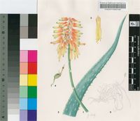 Aloe schelpei Reynolds