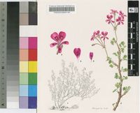 Pelargonium magenteum J.J.A.van der Walt