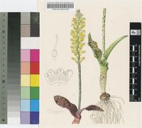 Lachenalia arbuthnotiae W.F.Barker