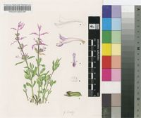 Hemizygia thorncroftii (N.E.Br.) M.Ashby